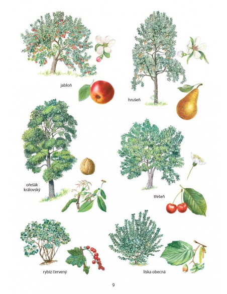 Obrázek (2) Obrázek (2)