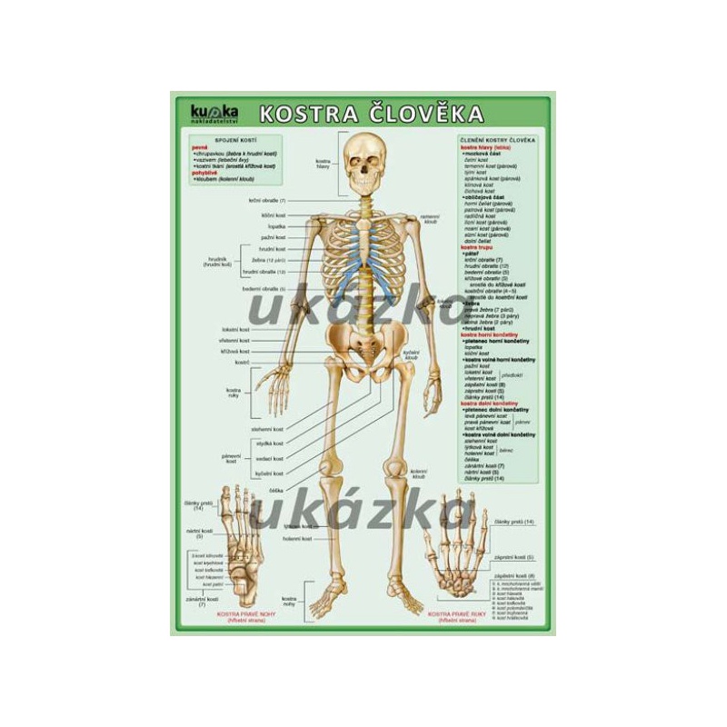 Kostra člověka (oboustranná tabulka, A4)